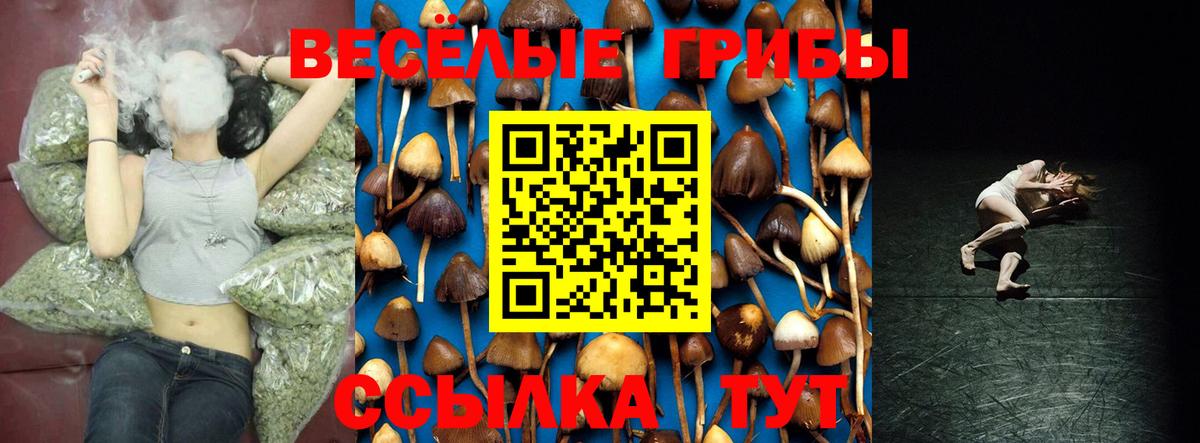 Петровск  Галлюциногенные грибы Cubensis  Вход с VPN 